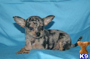 Justin - Chihuahua Male